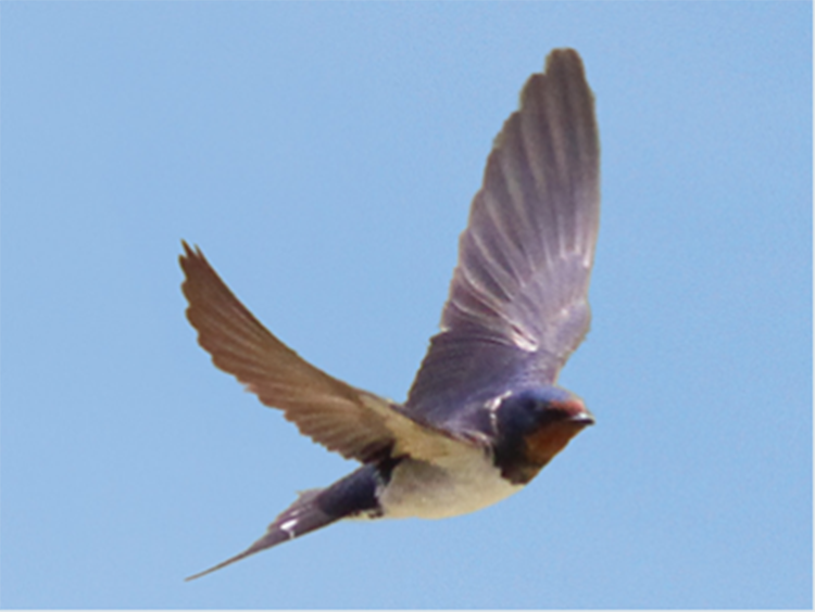 Barn Swallow (sky)