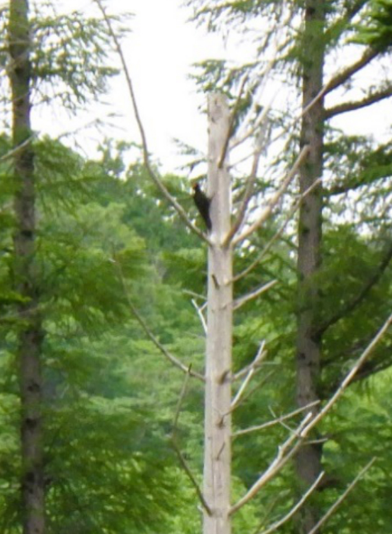 Black woodpecker in dead tree still standing
