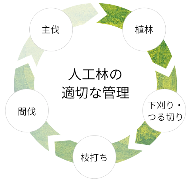 人工林の適切な管理植林下刈り・つる切り枝打ち間伐主伐