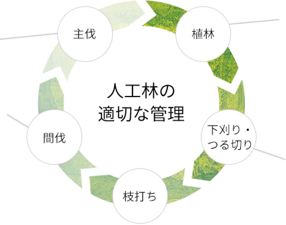 人工林の適切な管理植林下刈り・つる切り枝打ち間伐主伐