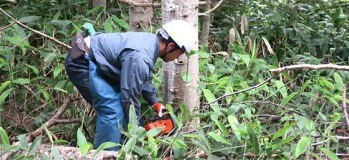 Revitalizing forestry
