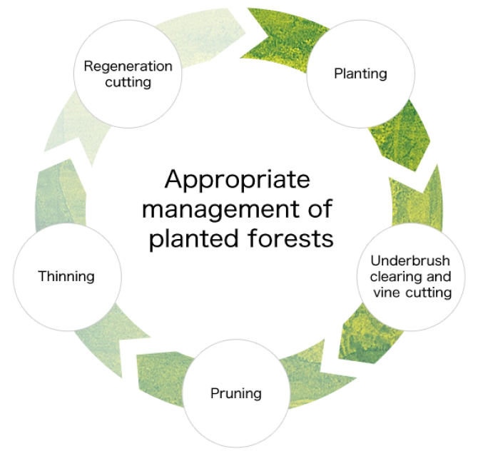 Appropriate management of planted forests・Underbrush clearing and vine cutting