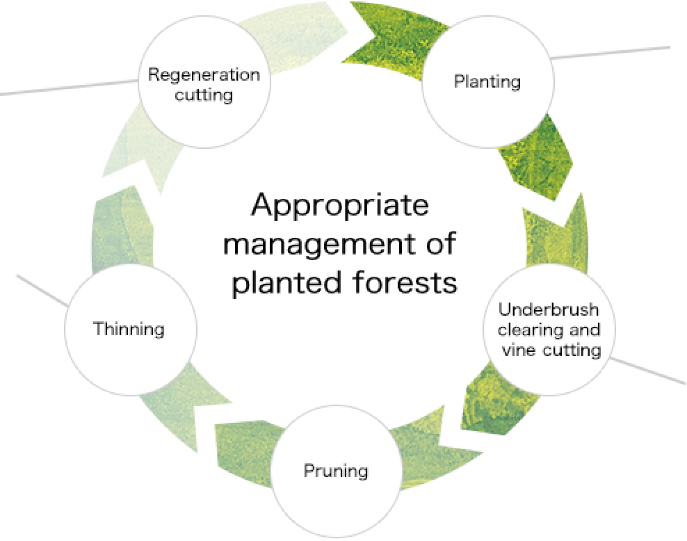 Appropriate management of planted forests・Underbrush clearing and vine cutting