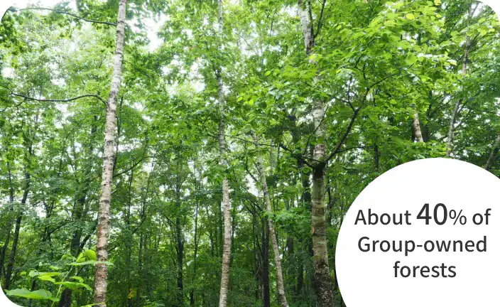 About 40% of Group-owned forests