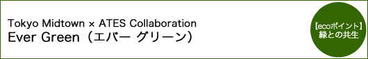 エバーグリーン