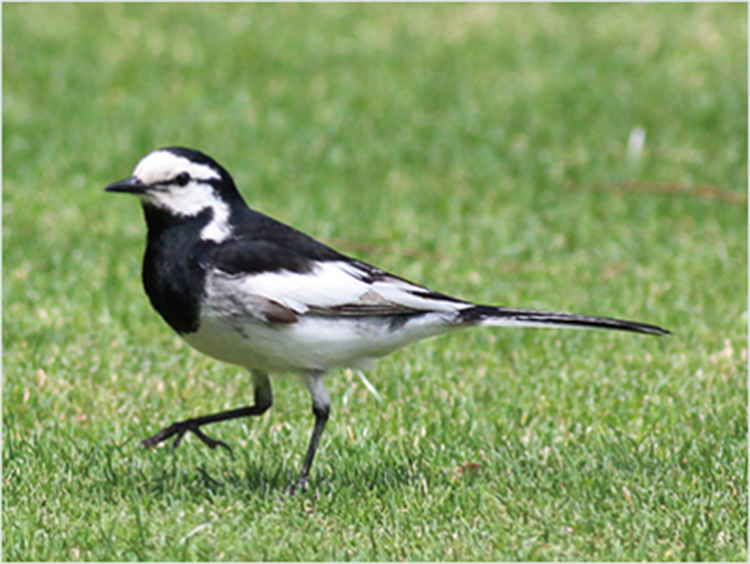 Japanese Pied Wagtail (lawn)