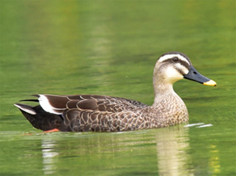 Eastern Spot-Billed Duck (water)