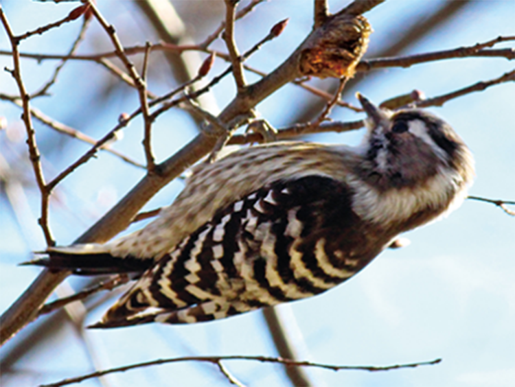 Japanese Pygmy Woodpecker (tree)